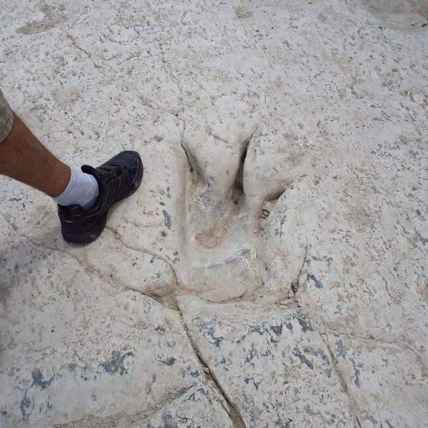 Rekordno otkriće u Boliviji: Gdje god pogledate, tlo je prekriveno njima!