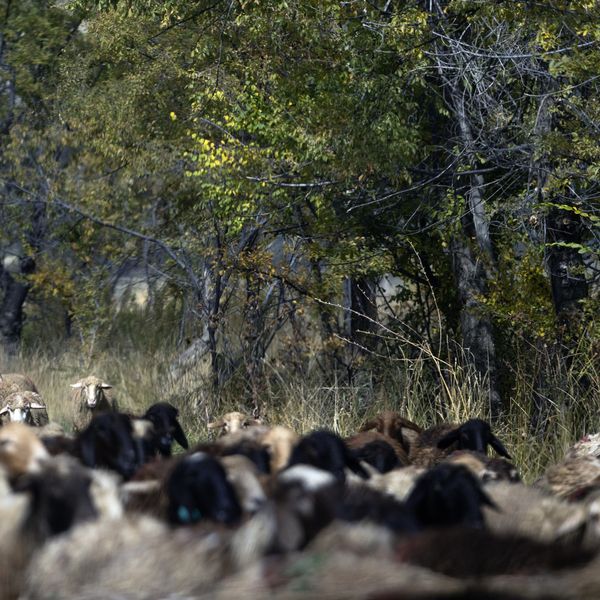 Grom usmrtio stado ovaca kod Kupresa, snažno nevrijeme diljem BiH