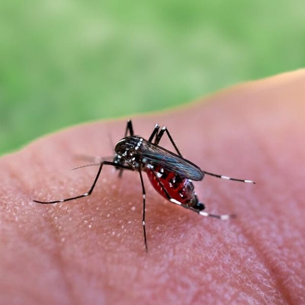 Virus zapadnog Nila: Potvrđeni slučajevi u Hrvatskoj! Evo koji simptomi mogu upućivati na zarazu