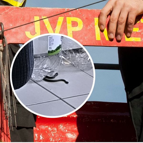 Poskok joj upuzao u kuhinju dok je bila sama s bebom i djetetom: "Zvala sam 112, a vatrogasci su me odbrusili. Na kraju ga je prijatelj morao ubiti!"