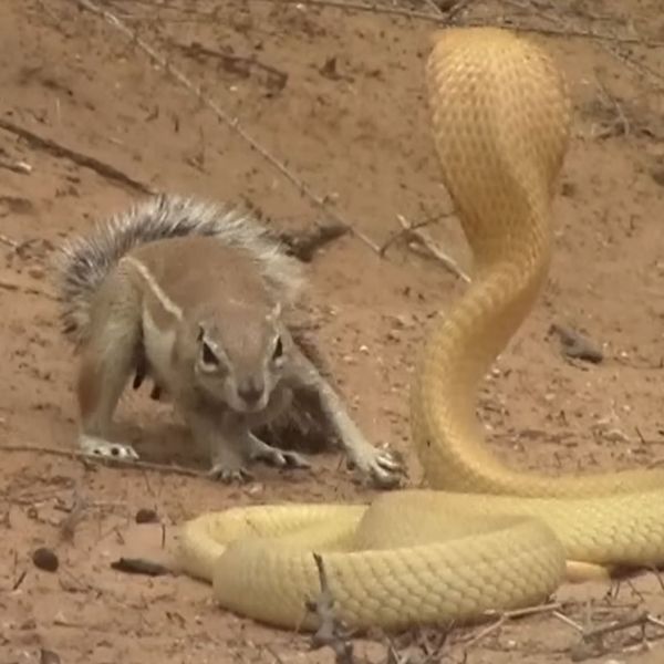 Vjeverica stala u obranu mladunčadi, pogledajte kako se suprotstavila kobri