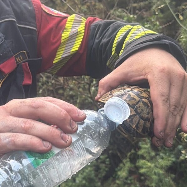 Vatrogasac na Pelješcu daje vodu žednoj kornjači