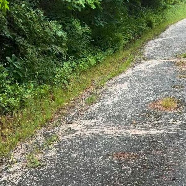 "Mislio sam da hodam po borovim iglicama": Uživao u zvuku pucketanja dok nije vidio po čemu zapravo gazi