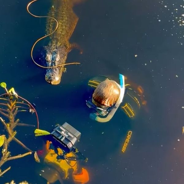 Kako mu se prikrao! Nije ni slutio koliko je blizu opasnosti, sva sreća da je na vrijeme reagirao