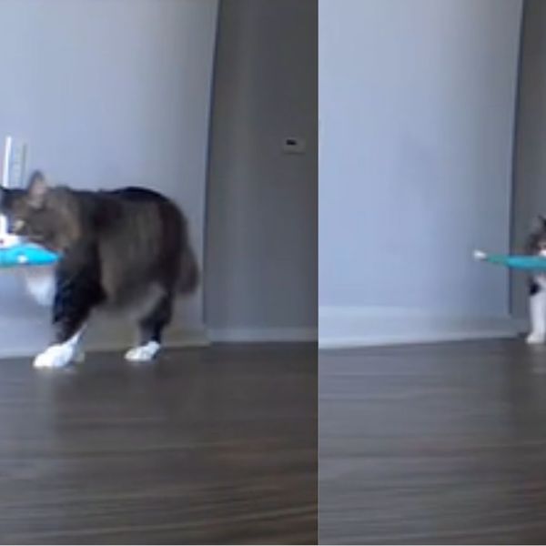 Vlasnik zamalo napustio odmor nakon što je vidio srcedrapateljnu snimku svog ljubimca na nadzornoj kameri