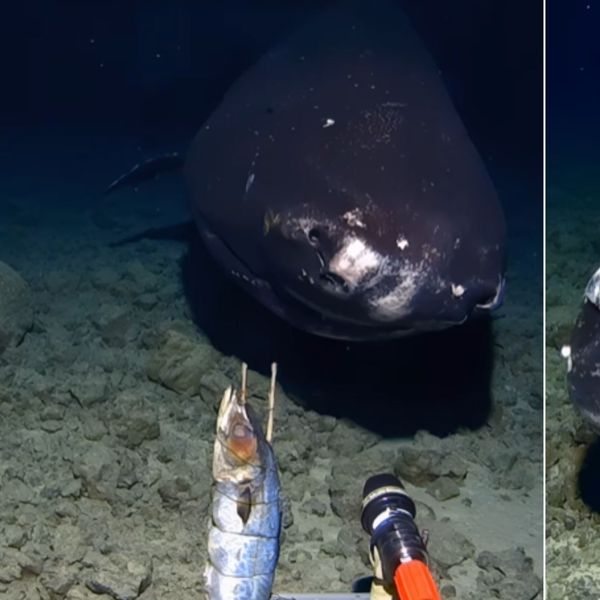 Znanstvenici otkrili zastrašujuće dubokomorsko stvorenje nakon što su kameru spustili na dno mora