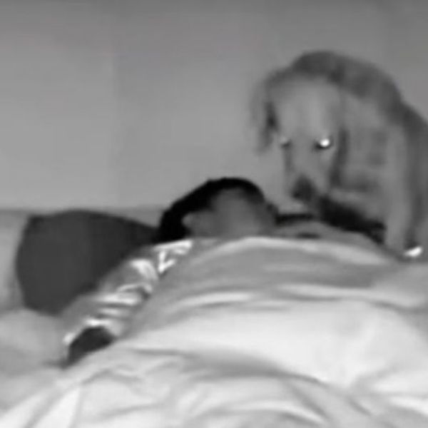 Vlasniku nije bilo jasno zašto ga je pas probudio usred noći, a onda je pogledao snimku…