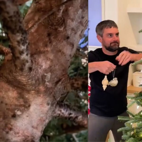 Kupili božićno drvce, ali brzo su ga bacili! Pogledajte što je živjelo unutar krošnje