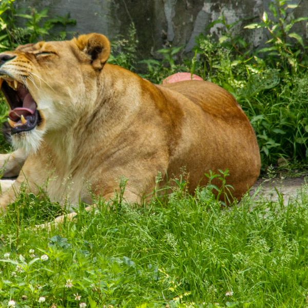 Lavica u zoološkom vrtu u Brazilu namsrt izgrizla tinejdžera
