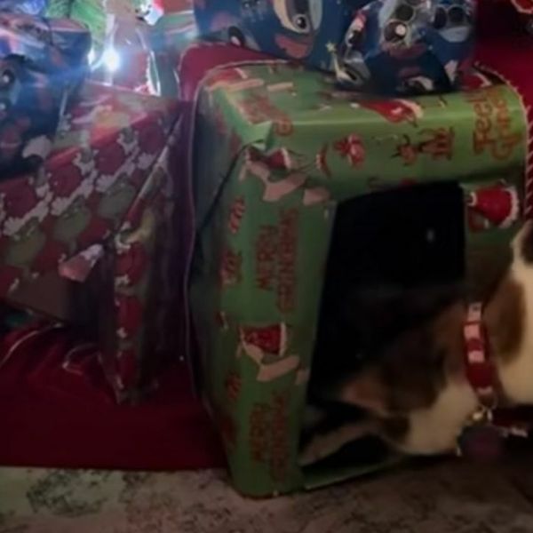 Pametnim rješenjem uspjeli obraniti jelku od mačke, pogledajte genijalnu ideju!