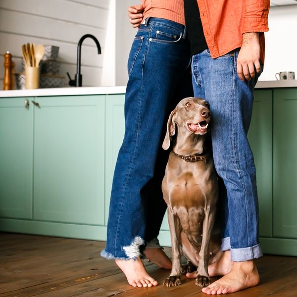 Predbračni ugovori za ljubimce