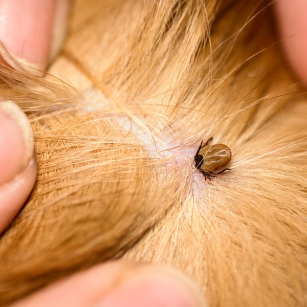 Nova smrtonosna bakterija koju prenose krpelji širi se među psima i zabrinjava znanstvenike