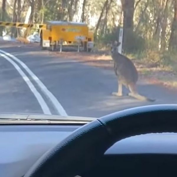 Neke životinje poznaju prometna pravila bolje od vozača, prizor oduševio gledatelje