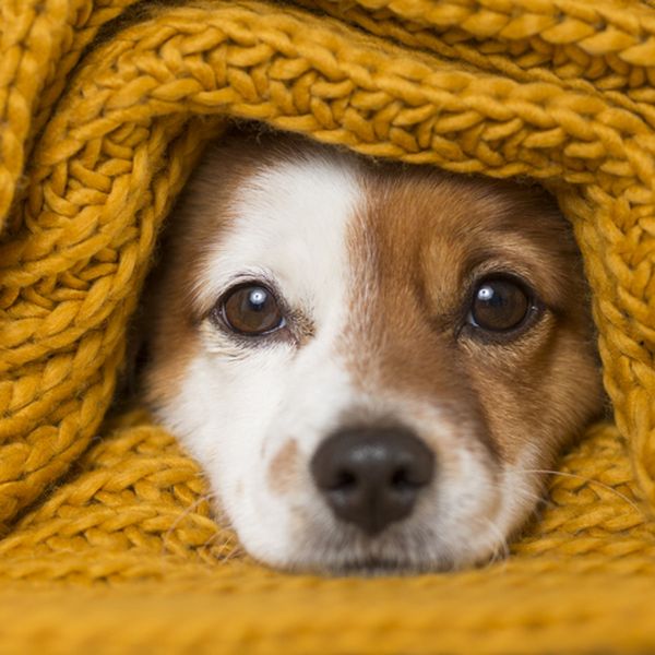 Koja hrana najbolje odgovara vašem psu? Evo kako pronaći idealnu prehranu za svaku pasminu