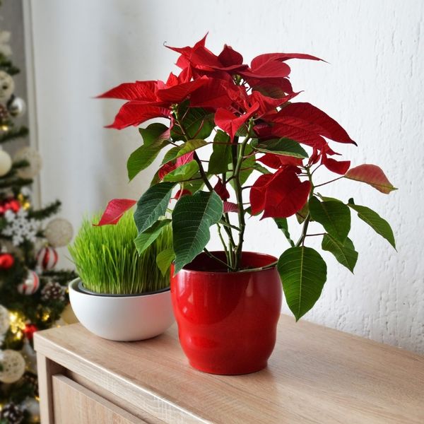 Što ako pšenica izraste rijetko?