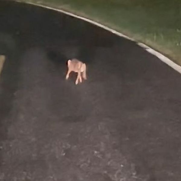 Usred noći naišao na mladunče na cesti, uslijedio je predivan trenutak