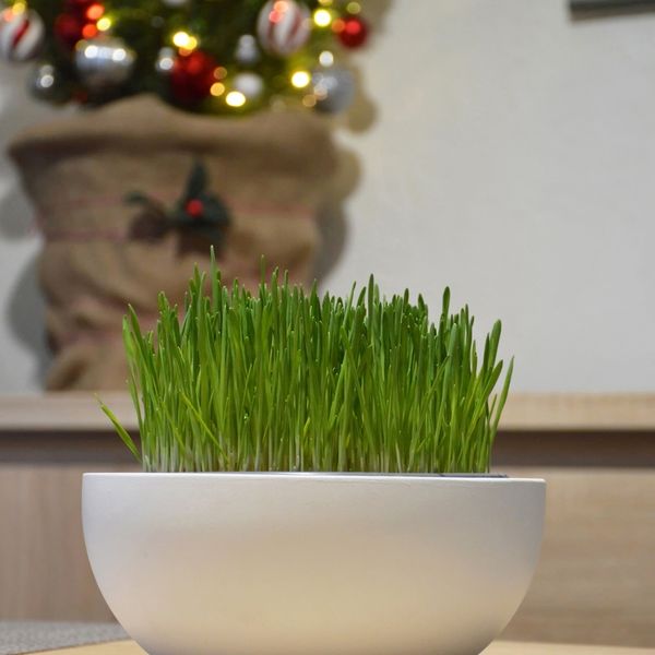 U pet koraka do bogate božićne pšenice