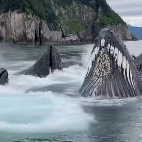 Kitovi opkolili brod, pogledajte veličanstveni prizor od kojeg zastaje dah