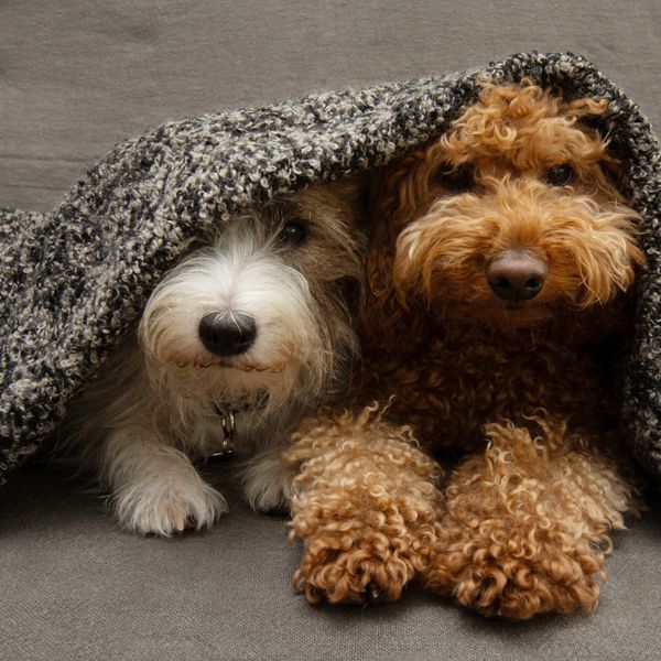 Trik za smirivanje pasa koji se boje petardi i vatrometa