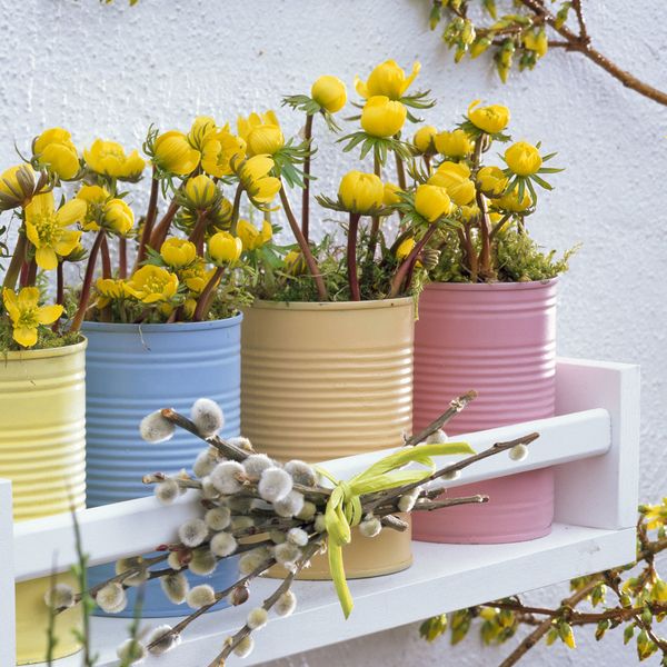 Rana ozimnica je trajnica idealna za romantične vrtove