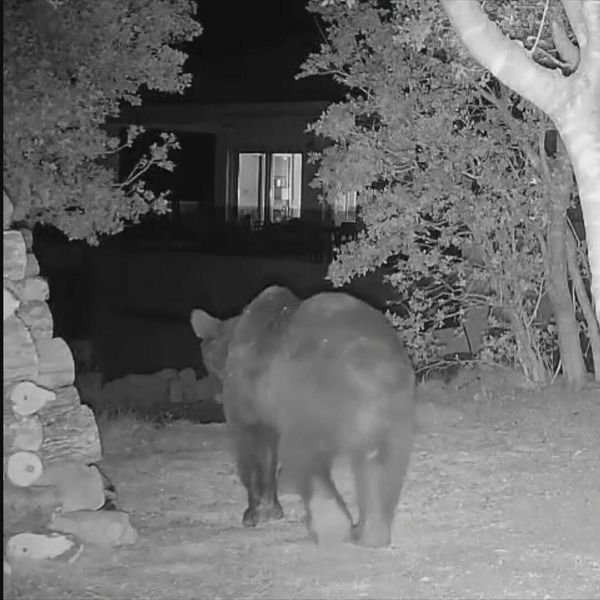 Medvjedi napadaju stoku u Muškovcima