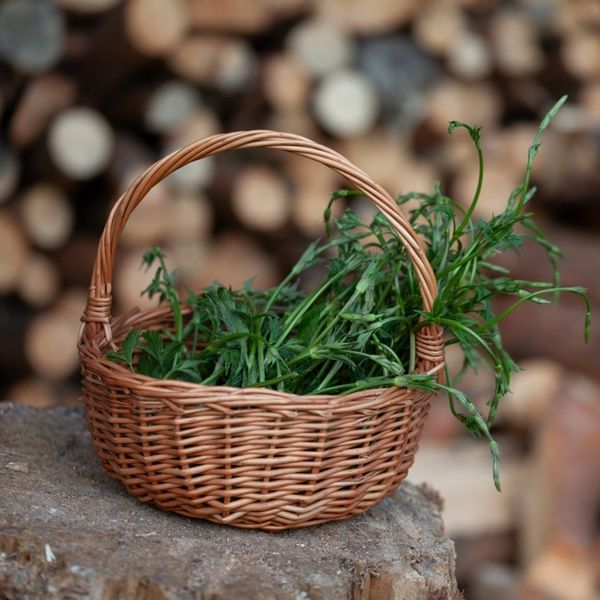 Do 1000 eura za kilogram: Divlje "povrće" koje uspijeva i u Hrvatskoj postaje sve traženije među gurmanima