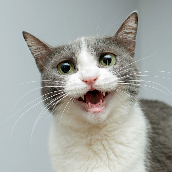 Pasmine mačaka koje se najviše glasaju