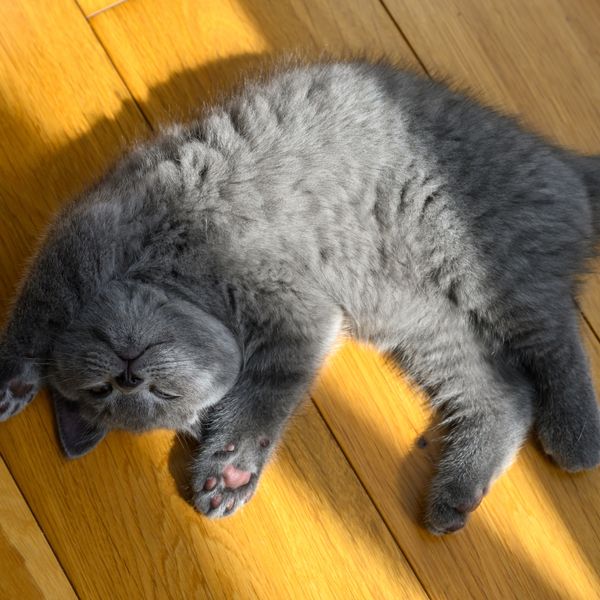 Najveći znak kojim vam mačka pokazuje ljubav i privrženost