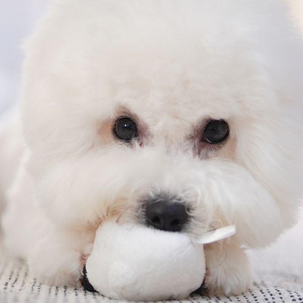 Pasmine koje osvajaju svojom simpatičnom naravi