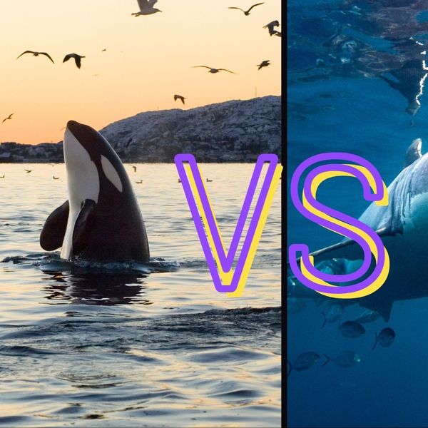 Ova snimka dvoboja između orke i morskog psa pokazuje prirodu u svom najopasnijem stanju