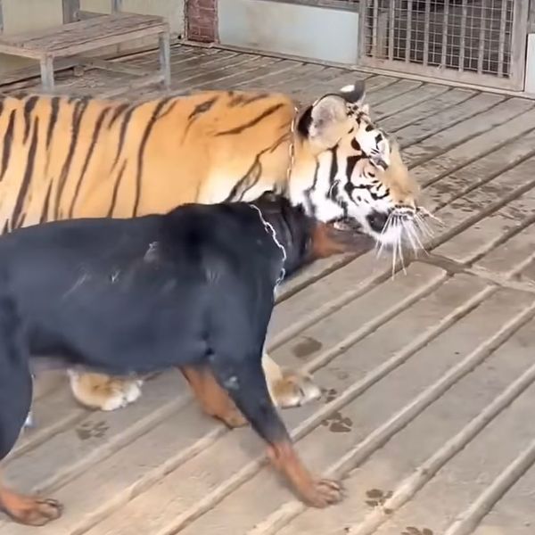 Stavio psa i tigra u isti kavez, nitko nije očekivao ovakav rasplet