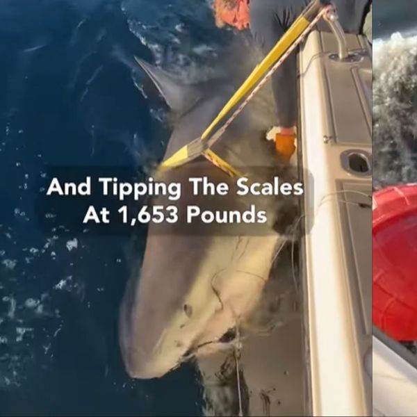 Ovo je najveći mužjak velikog bijelog morskog psa ikad zabilježen u Atlantskom oceanu! Pogledajte ovu grdosiju