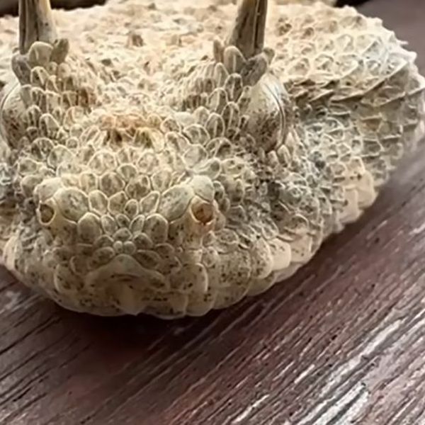 Snimio rijetku životinju, gledatelji misle da je riječ o čudovištu iz noćnih mora