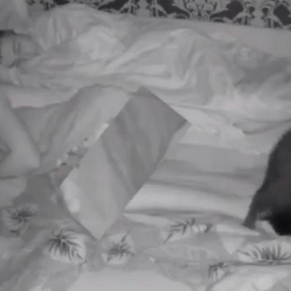 Nisu mogli spavati pa postavili kameru i konačno uhvatili krivca na djelu