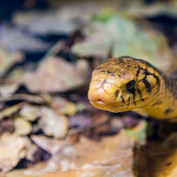 Pjevačica Ifunanya Nwangene umrla je nakon ugriza zmije