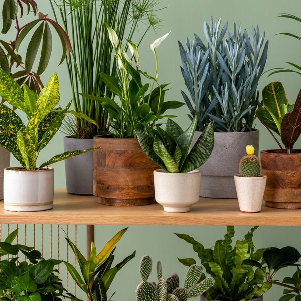 Brzorastuće sobne biljke