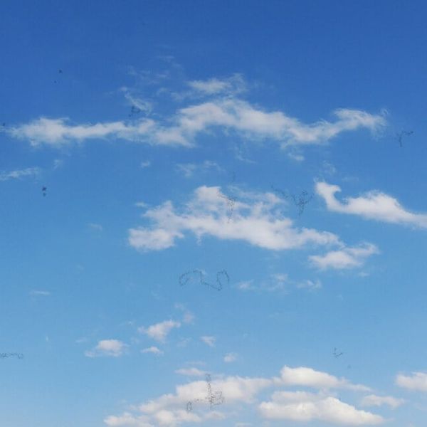 Mušice u oku: Bezazlena pojava ili znak ozbiljnog problema s vidom?