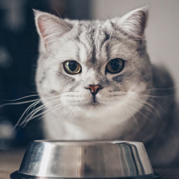 Zašto mačke mijauču iako imaju još hrane u posudi?