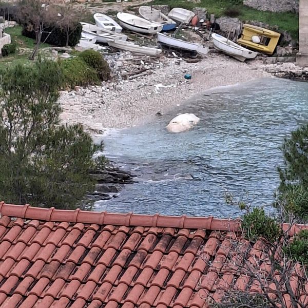 U višku uvalu more nanijelo sisavca od 6 metara u raspadnutom stanju