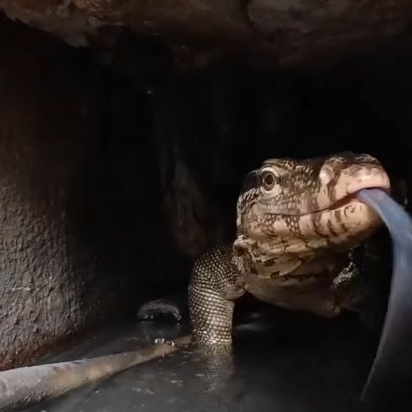 Strah i trepet u cijevima: Pokušali očistiti odvode, a dočekali ih jezivi prizori