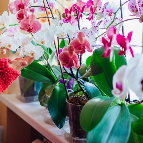 Savjeti za duži život orhideje