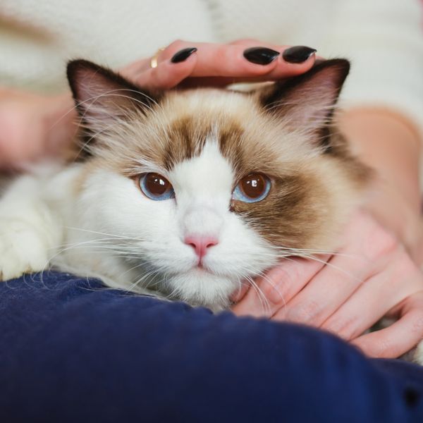 Kako mačka tješi svog vlasnika?