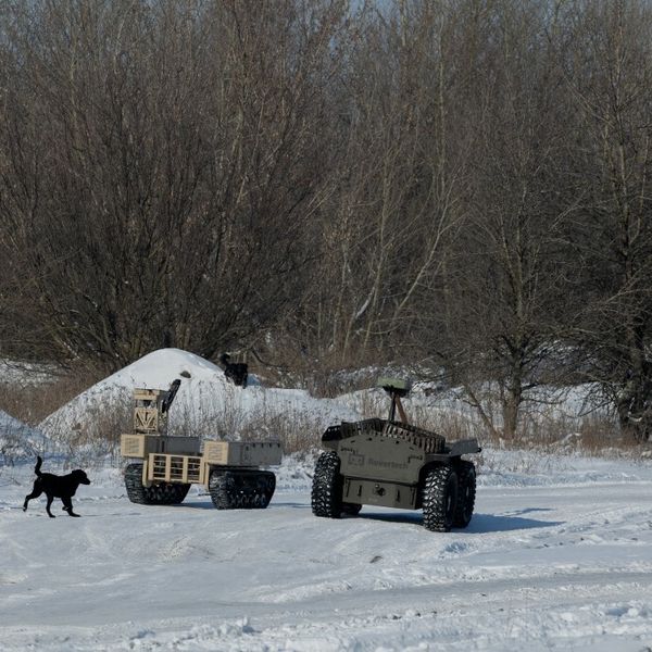 Šokantna studija: Psi u Ukrajini više nisu isti