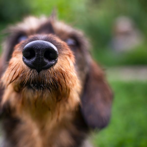 Fascinantna činjenica o psećem njuhu