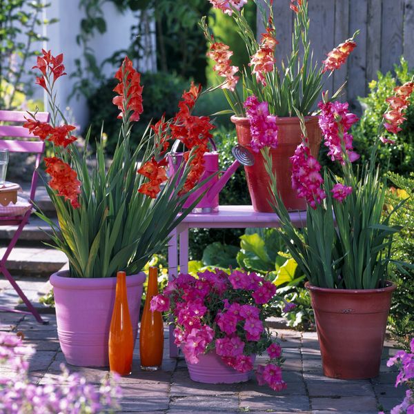 Kako uzgojiti gladiole u tegli?