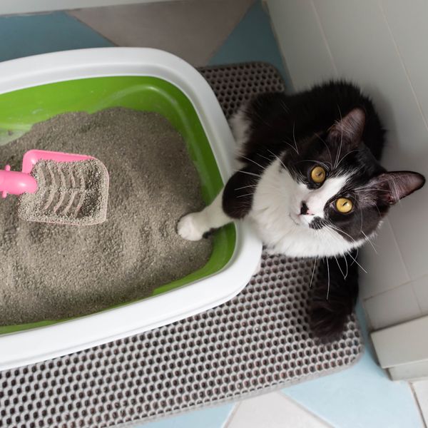 Gdje je najbolje staviti posudu s pijeskom za mačke