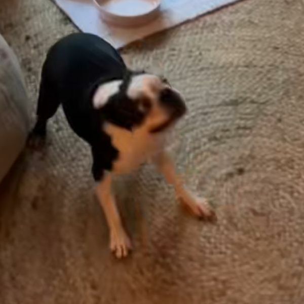 Kujica iznenadila vlasnike nakon četiri godine, njezin potez zaradio joj je veliku proslavu