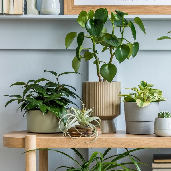 Savjeti kako da uz malo discipline sobne biljke zdrave dočekaju proljeće