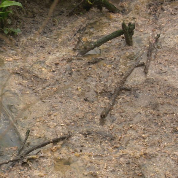 Ekološki problem u zelenoj zoni Zagreba: "Ovdje živim 50 godina. Nikad nije bilo tako"