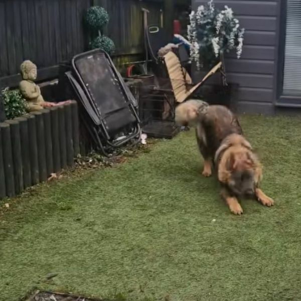 "Udomi njemačkog ovčara, bit će zabavno": Slušala savjeta pa podijelila posljedice